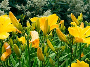 self priming irrigation pumps